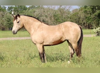 Mustang (amerikanisch), Wallach, 14 Jahre, 150 cm, Buckskin