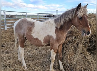 Mustang (amerikanisch), Wallach, 2 Jahre, 145 cm, Tobiano-alle-Farben