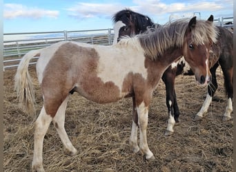 Mustang (amerikanisch), Wallach, 2 Jahre, 145 cm, Tobiano-alle-Farben