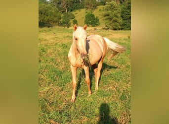 Mustang (amerikanisch), Wallach, 2 Jahre, 150 cm