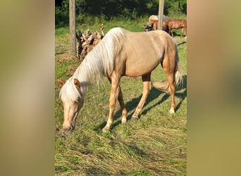 Mustang (amerikanisch), Wallach, 2 Jahre, 150 cm