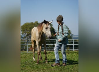 Mustang (amerikanisch), Wallach, 3 Jahre, 148 cm, Buckskin