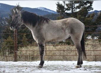Mustang (amerikanisch), Wallach, 3 Jahre, 153 cm, Grullo