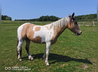 Mustang (amerikanisch) Mix, Wallach, 3 Jahre, Buckskin