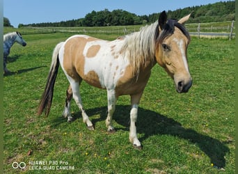 Mustang (amerikanisch) Mix, Wallach, 3 Jahre, Buckskin