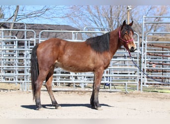 Mustang (amerikanisch), Wallach, 4 Jahre, 147 cm, Brauner