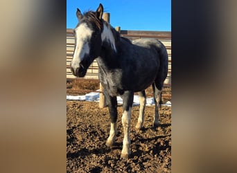 Mustang (amerikanisch), Wallach, 4 Jahre, 149 cm, Roan-Blue