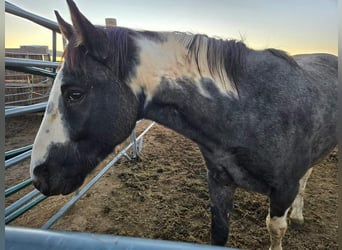 Mustang (amerikanisch), Wallach, 4 Jahre, 149 cm, Roan-Blue