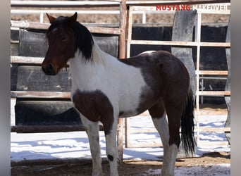 Mustang (amerikanisch), Wallach, 4 Jahre, 149 cm, Schecke