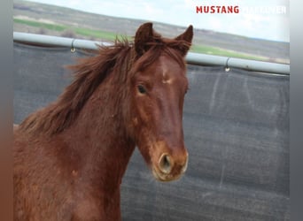 Mustang (amerikanisch), Wallach, 4 Jahre, 150 cm, Fuchs