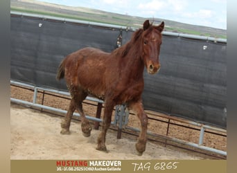 Mustang (amerikanisch), Wallach, 4 Jahre, 150 cm, Fuchs