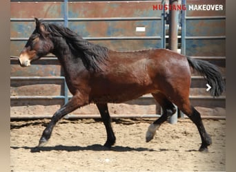 Mustang (amerikanisch), Wallach, 4 Jahre, 153 cm, Dunkelbrauner