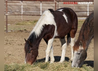 Mustang (amerikanisch), Wallach, 4 Jahre, 153 cm, Schecke