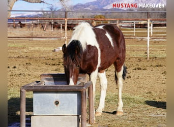 Mustang (amerikanisch), Wallach, 4 Jahre, 153 cm, Schecke