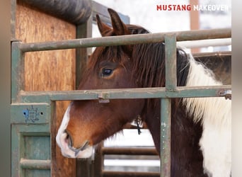 Mustang (amerikanisch), Wallach, 4 Jahre, 153 cm, Schecke