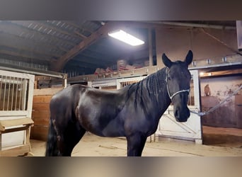 Mustang (amerikanisch), Wallach, 4 Jahre, 158 cm, Rappe