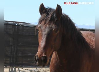 Mustang (amerikanisch), Wallach, 5 Jahre, 149 cm, Brauner