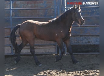 Mustang (amerikanisch), Wallach, 5 Jahre, 150 cm, Brauner