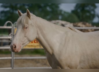 Mustang (amerikanisch), Wallach, 5 Jahre, 150 cm, Cremello