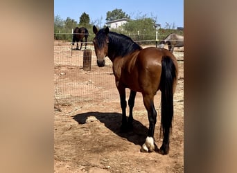 Mustang (amerikanisch), Wallach, 5 Jahre, 152 cm, Brauner