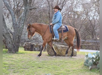 Mustang (amerikanisch), Wallach, 6 Jahre, 142 cm, Falbe