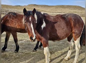 Mustang (amerikanisch), Wallach, 6 Jahre, 155 cm, Schecke