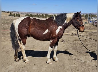 Mustang (amerikanisch), Wallach, 6 Jahre, 155 cm, Schecke