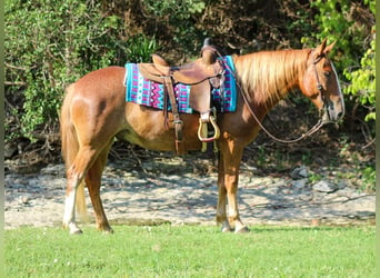 Mustang (amerikanisch), Wallach, 7 Jahre, 145 cm, Rotfuchs