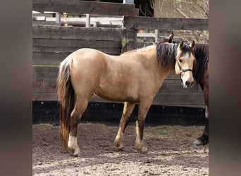 Mustang (amerikanisch), Wallach, 7 Jahre, 147 cm, Falbe