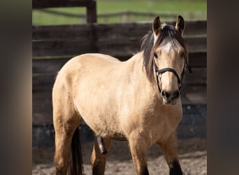 Mustang (amerikanisch), Wallach, 7 Jahre, 147 cm, Falbe