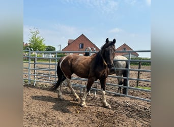 Mustang (amerikanisch), Wallach, 8 Jahre, 150 cm, Tobiano-alle-Farben