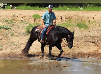 Mustang (amerikanisch), Wallach, 8 Jahre, 155 cm, Rappe