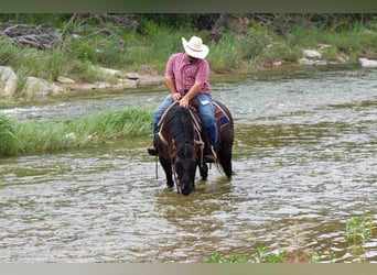 Mustang (amerikanisch), Wallach, 9 Jahre, 142 cm, Grullo