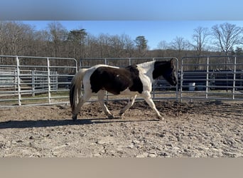 Mustang (amerikanisch), Wallach, 9 Jahre, 147 cm, Schecke