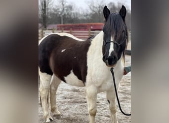 Mustang (amerikanisch), Wallach, 9 Jahre, 147 cm, Schecke