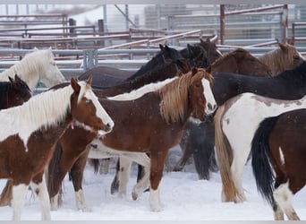 Mustang (amerikanisch), Wallach, 9 Jahre, 150 cm, Fuchs