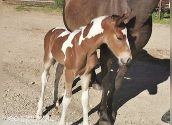 Mustang (amerikansk) Blandning, Hingst, 1 år, 145 cm, Mörkbrun