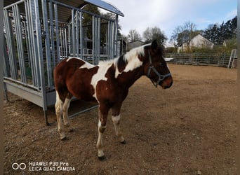 Mustang (amerikansk) Blandning, Hingst, 1 år, 145 cm, Mörkbrun