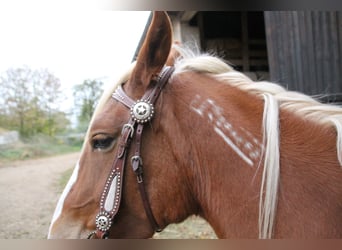 Mustang (amerikansk), Sto, 10 år, 155 cm, Palomino