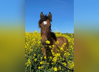 Mustang (amerikansk), Sto, 1 år, 150 cm, Pärla