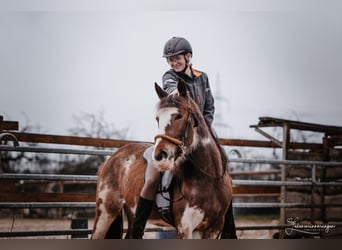 Mustang (amerikansk), Sto, 4 år, 148 cm, Sabino