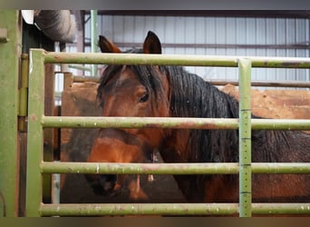 Mustang (amerikansk), Sto, 5 år, 155 cm, Brun