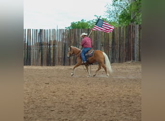 Mustang (amerikansk), Sto, 6 år, 147 cm, Palomino