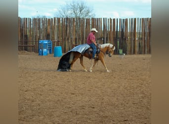 Mustang (amerikansk), Sto, 6 år, 147 cm, Palomino