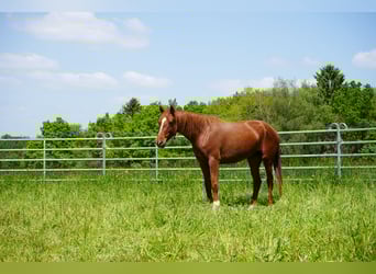 Mustang (amerikansk), Sto, 6 år, 154 cm, fux