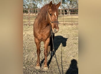Mustang (amerikansk), Sto, 7 år, 145 cm, fux
