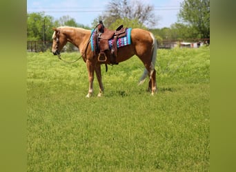 Mustang (amerikansk), Sto, 7 år, 147 cm, Palomino