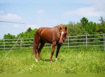Mustang (amerikansk), Sto, 7 år, 154 cm, fux