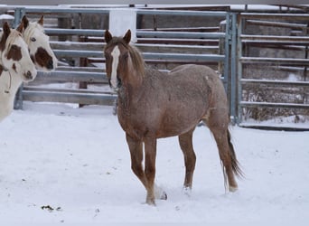 Mustang (amerikansk), Sto, 8 år, 150 cm, Rödskimmel