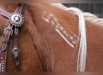 Mustang (amerikansk), Sto, 9 år, 155 cm, Palomino